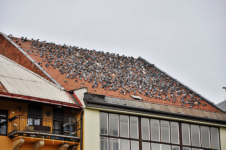 A2B Pest Control are able to install spikes to deter birds from roofs in Tower Hamlets. 