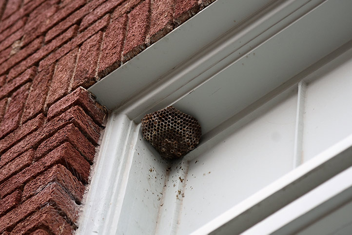 We provide a wasp nest removal service for domestic and commercial properties in Tower Hamlets.